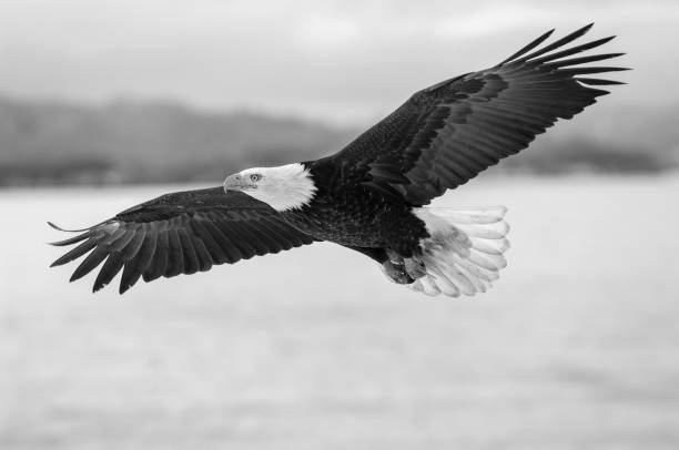 Bald eagle flying over icy water in Alaska